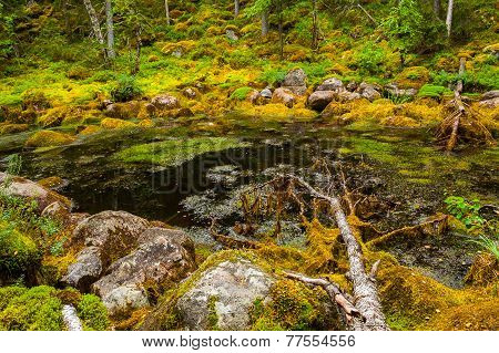 Mossy pond