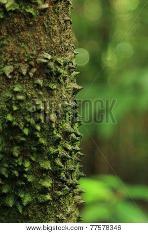 Sharp defensive thorns on tree, Corcovado National Park.