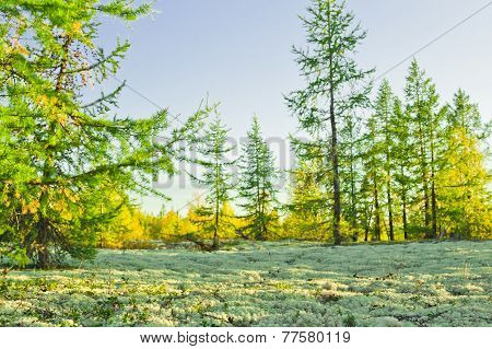 Landscapes Of The Far North