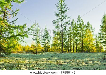 Landscapes Of The Far North