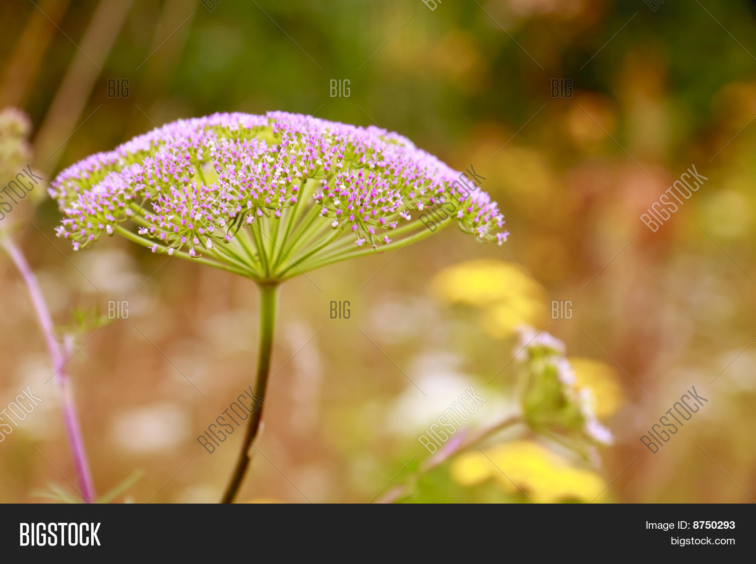 Inflorescence (umbel) Image & Photo (Free Trial) Bigstock