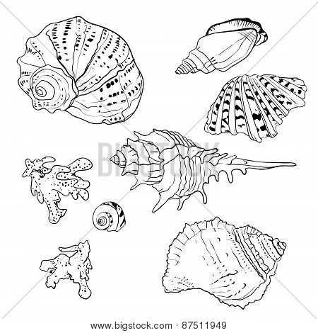 Set of vector hand drawn seashells