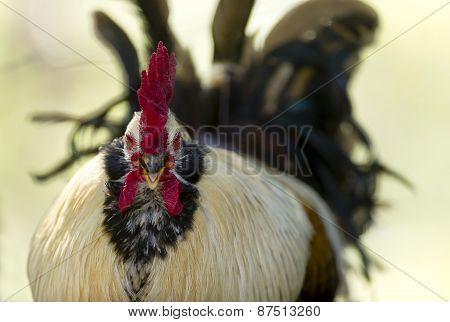 Rooster Angry Mad Squawking