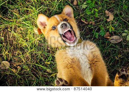 Cute puppy playing in green grass