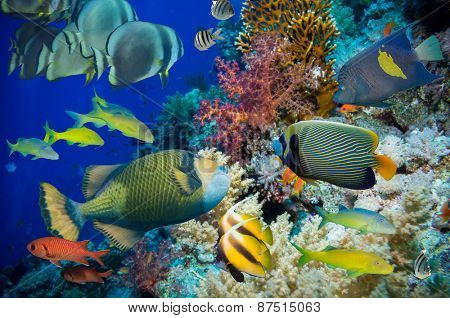 Colorful underwater offshore rocky reef with coral and sponges and small tropical fish swimming by in a blue ocean