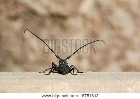 Big Bug Vs. the world