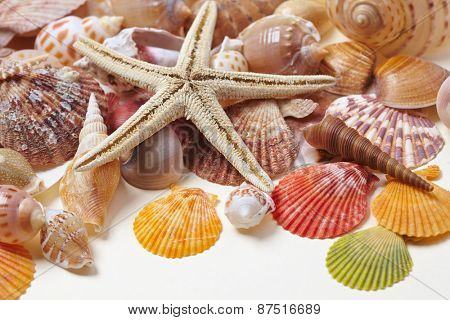 nice shells