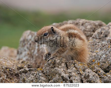 Barbary ground squirrel