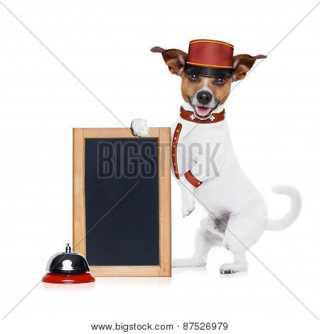 Bellboy Dog