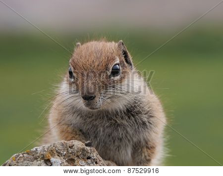 Barbary ground squirrel