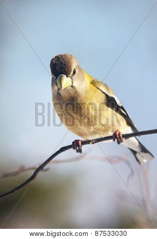 Female Evening Grosbeak