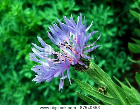 blossoming bud cornflower