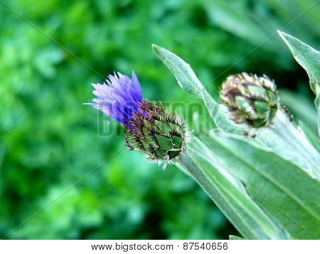 bud cornflower