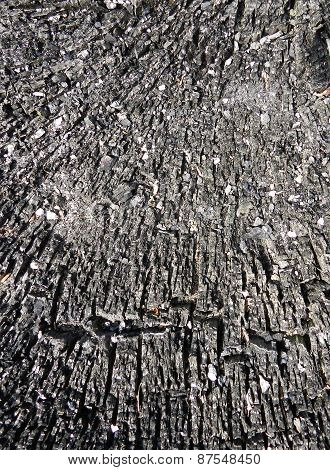 burned tree texture