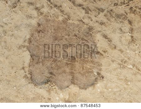 dinosaur footprint