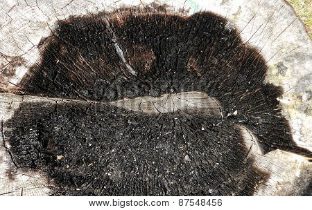 burned tree stump