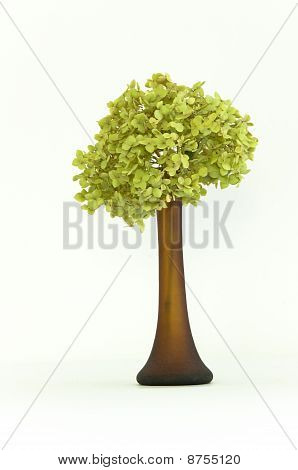 Delicato secchi verde Hortensia (Ortensia) fiori In vaso di vetro marrone