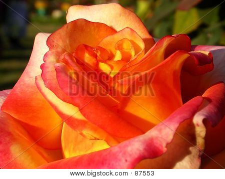 Rose jaune