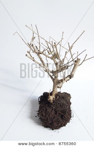 Arbre sec