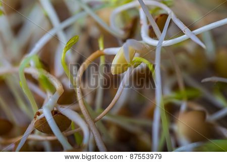 Lentil Sprouts Growing