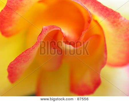 Rose orange