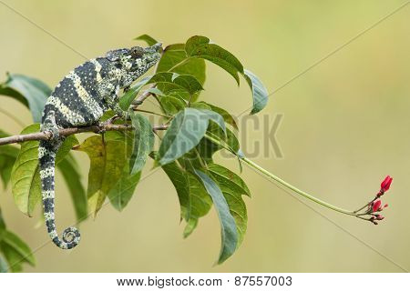 Melleri's Chameleon (chameleo Melleri) Sitting On A Branch With Flower