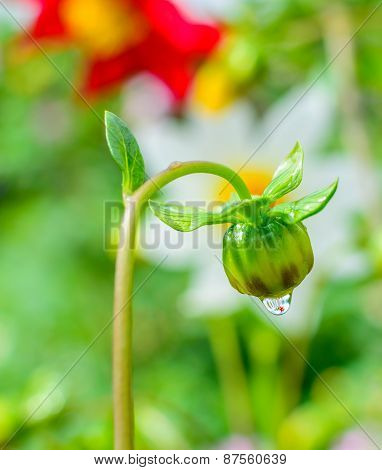Flower bud
