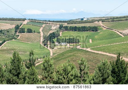 View Of A Wine Farm Near Sir Lowrys Pass
