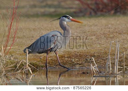 Great Blue Heron Stalking Its Prey At The Edge Of A Pond