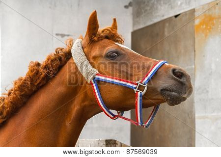 Arab Siglavi Horse Portrait