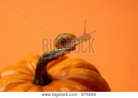 Lumaca arancione zucca