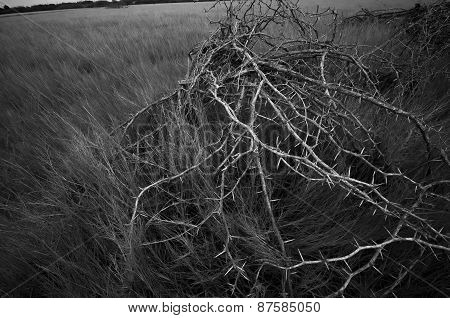 Dry Thorn