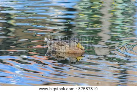 Mallard with colorful reflections
