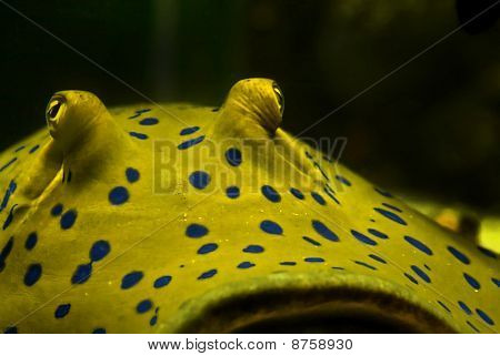 Taeniura Lymna - blauw gevlekte Stingray