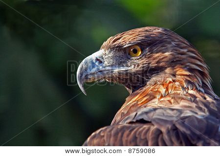 Águila