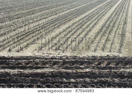 Farmer Field Rows Planted With Tractor Tracks