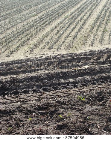 Farmer Field Fir Rows Planted With Tractor Tracks