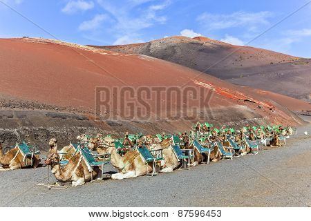 Camels In Timanfaya National Park Waiting For Tourists
