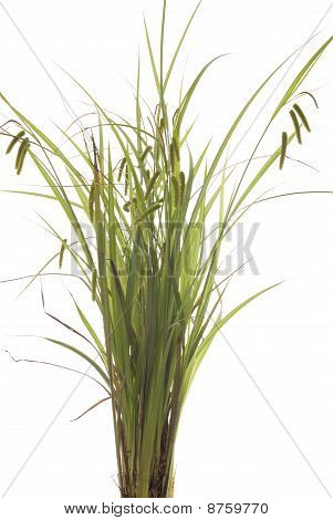 Gras