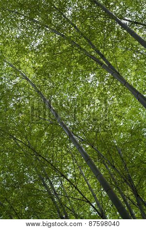 A view looking towards a bamboo forest in Asia