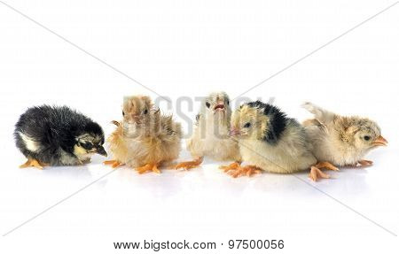 Serama Chicks