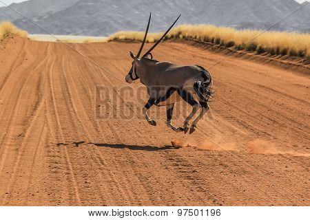 Gemsbok running