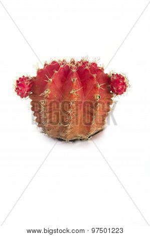 Cactus On White Isolate Background