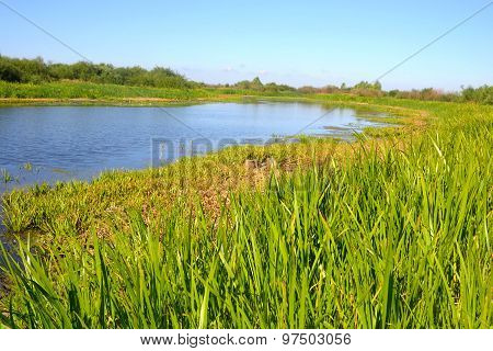 River At Sunny Day.