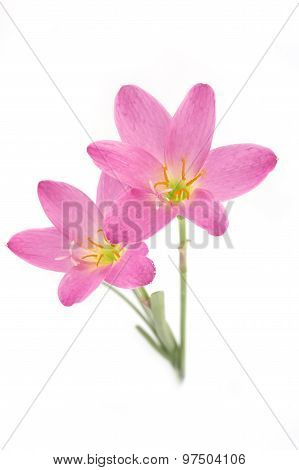 Two Pink Lily Isolated On A White Background. Zephyranthes Candida. Focus On Low Flower