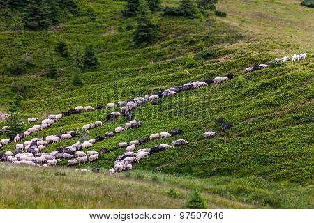 Flock Of Sheep On Green Grass