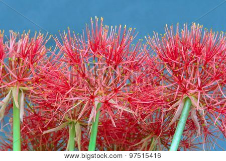 Fireball lily on high elevation, Red Flower.