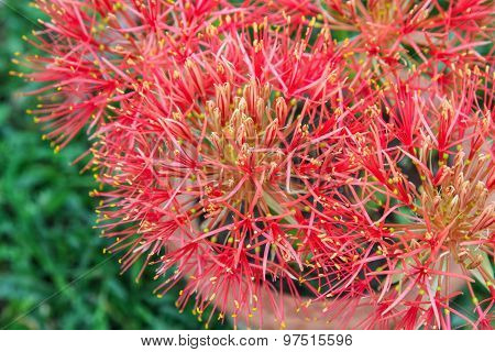 Blood flower, Red flower on a pot