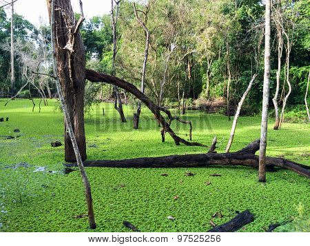 Swamp in Angkor Historical Park