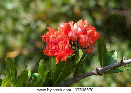 Flower Of Pomegranate